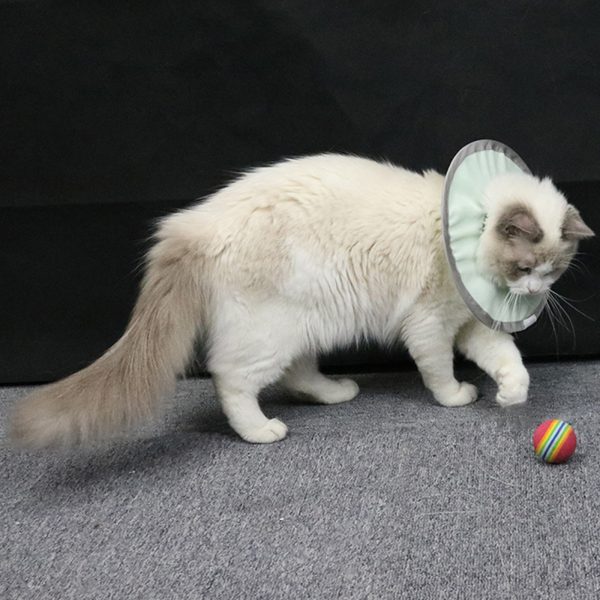 Cat Recovery Collar Protective Cat Neck Cones Adjustable Pet Cone Collar Lightweight Kitten Cones After Surgery Elizabethan Collar For Cats Dog green M